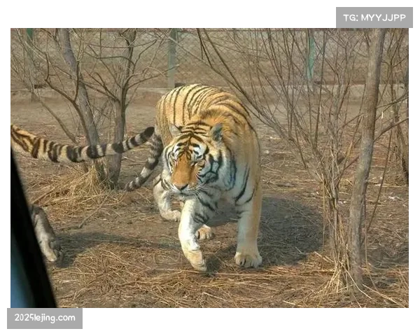 吉林东北虎不敌上海久事 琼斯场均38.7分钟出场时间成隐患